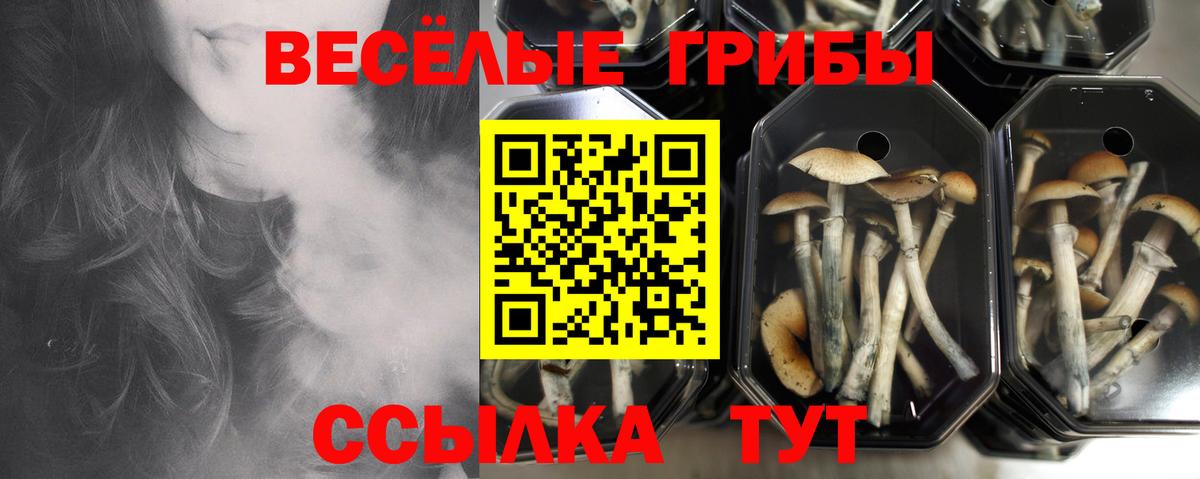 Галлюциногенные грибы Psilocybine cubensis  цены наркотик  Мурманск  Вход с VPN  Псилоцибиновые грибы Psilocybine cubensis 